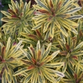 Euphorbia martinii `Ascot Rainbow` (Ascot Rainbow kutyatej)