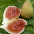 Ficus carica `Longue d`Aout` (Füge: Longue d`Aout)
