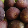 Ficus carica `Szentesi Barna` (Szentesi barna füge)