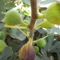 Ficus carica (vegyes) (Füge (vegyes fajták))