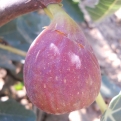 Ficus carica `Goutte d`Or` (Doree) (Füge: Goutte d`Or  (Doree))