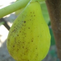 Ficus carica `Arany Mézfüge` (Füge: Arany Mézfüge)