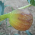 Ficus carica: `Postavölgyi` (Völgyi barna) (Füge: Postavölgyi (Völgyi barna))
