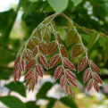 Gymnocladus dioicus  (Vasfa, Kentucky kávéfa)