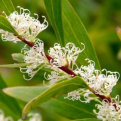 Hakea salicifolia (Fűzlevelű hakea)