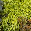 Hakonechloa macra `Aureola` (Aranytarka japán erdei szálkafű)
