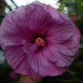 Hibiscus moscheutos `54` (Mocsármályva 54)