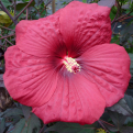 Hibiscus moscheutos `A9` (Mocsármályva A9)
