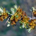 Hippophae rhamnoides `Opylovac` (Opylovac porzós homoktövis)