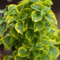 Hydrangea anomala ssp. petiolaris `Miranda` (Miranda kúszó hortenzia)