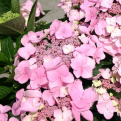 Hydrangea macrophylla `Mariesii Perfecta` (Mariesii Perfecta hortenzia)