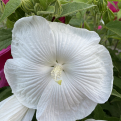 Hibiscus moscheutos `Extreme Pure White` (Mocsármályva Extreme Pure White)