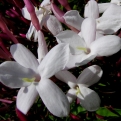 Jasminum polyanthum (Délkelet-Kínai sokvirágú kúszó jázmin)