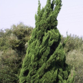 Juniperus chinensis `Kaizuka` (Kaizuka kínai boróka)