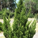 Juniperus chinensis `Keteleeri` (Kínai jegenyeboróka)