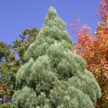 Juniperus excelsa  (Görög boróka)