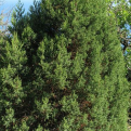 Juniperus foetidissima  (Szagos boróka)