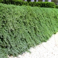 Juniperus horizontalis `Wiltonii` 6 db (Wiltonii henyeboróka 6 db-os kedvezményes csomag)
