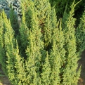 Juniperus pingii `Loderi` (Himalájai törpeboróka, Törpe várkastély boróka)