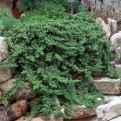 Juniperus procumbens `Nana` (Törpe japán boróka)