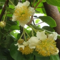 Actinidia chinensis `Tomury` (Tomury porzós kivi)