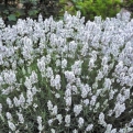 Lavandula intermedia `Edelweiss` (Edelweiss fehér virágú levendula)