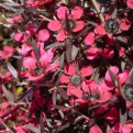 Leptospermum scoparium `Nana Kiwi Red` (Nana Kiwi Red Új-Zélandi teacserje, Manuka mézbokor)