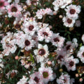 Leptospermum scoparium `Snow Flurry` (Snow Flurry Új-Zélandi teafa, Manuka mézbokor)