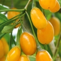 Lycium barbarum `Amber Sweet` (Amber Sweet arany goji, sárga termésű goji bogyó)
