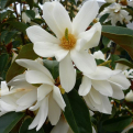 Magnolia `Fairy White` NAGY NÖVÉNY (Fairy White örökzöld magnólia NAGY NÖVÉNY)