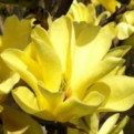 Magnolia `Sunspire` (Sunspire liliomfa, magnólia)