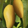 Mangifera indica `Ataulfo` (Ataulfo mangó oltvány)