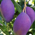 Mangifera indica `Palmer` (Palmer mangó oltvány)