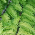 Metasequoia glyptostroboides (Kínai mamutfenyő)