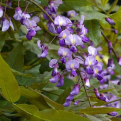 Millettia japonica (Nyári lilaakác)