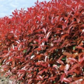 Photinia `Super Red` NAGY NÖVÉNY! (Super Red korallberkenye NAGY NÖVÉNY!)