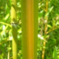 Phyllostachys aureosulcata (EMELT POSTADÍJAS!) (Kínai aranycsíkos bambusz (EMELT POSTADÍJAS!))