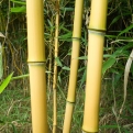 Phyllostachys aureosulcata `Aureocaulis` (EMELT POSTADÍJAS!) (Aranyszárú bambusz (EMELT POSTADÍJAS!))