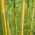 Phyllostachys aureosulcata `Spectabilis` (EMELT POSTADÍJAS!) (Zöldcsíkos aranyszárú bambusz (EMELT POSTADÍJAS!))