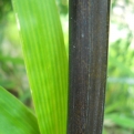 Phyllostachys nigra (EMELT POSTADÍJAS!) (Fekete bambusz (EMELT POSTADÍJAS!))