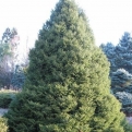 Picea orientalis `Nana` (Törpe keleti luc)