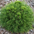 Pinus mugo `Varella` (Varella párnás törpefenyő)