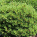 Pinus nigra `Brepo (Bambino)` (Brepo (Bambino) törpe gömb feketefenyő)