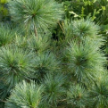 Pinus strobus `Blue Shag` (Blue Shag kék lombú törpe simafenyő)