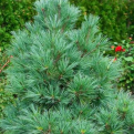 Pinus strobus `Macopin` (Macopin törpe simafenyő)