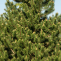 Pinus uncinata (Havasi kampósfenyő)