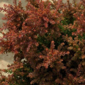 Podocarpus lawrencei `Red Tip` (Red Tip terülő tasmán tiszafa)