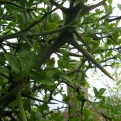 Poncirus trifoliata (CSP) 20 db, syn.: Citrus trifoliata (Télálló vadcitrom (CSP) 20 db-os SÖVÉNY AKCIÓ!)