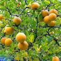 Poncirus trifoliata, syn.: Citrus trifoliata (Télálló citrom, vadcitrom)