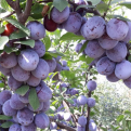 Prunus `Kabardinskaya Rannaja` (Kabardiskaya Rannaja szilva)